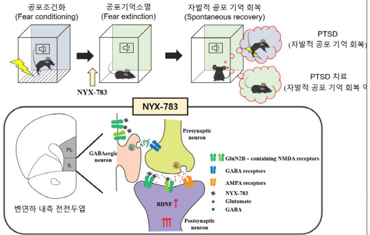 IBS 인지 및 사회성 연구단은 외상후 스트레스 장애(PTSD) 치료제의 과학적 원리를 동물실험을 통해 규명하는 데 성공했다. 사진은 PTSD 치료제 약물인 'NYX-783'의 PTSD 치료 효과 기전 개념도  IBS 제공